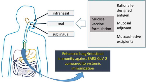 Figure 1. Graphic description of the key aspects involved in the development of mucosal anti-SARS-CoV-2 vaccines that might result in enhanced COVID-19 immunity compared to parenteral vaccines, a hypothesis based in the precedents generated by evaluating vaccine candidates against SARS-CoV-1 and MERS-CoV.