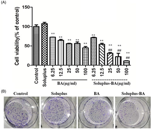 Figure 2. Soluplus-BA micelles inhibit proliferation of breast cancer MDA-MB-231 cells. (A) MDA-MB-231 cells were treated with Soluplus, BA, or Soluplus-BA micelles for 48 h, cell viability was detected by MTT assay. (B) MDA-MB-231 cells (1000 cells/well) were seeded in 6-well plates and treated with BA or Soluplus-BA for 48 h, after changing to fresh culture medium, and continued to culture for 10 days, the cells were stained with crystal violet. **p < 0.05 vs. control group, ##p < 0.05 vs. BA group.