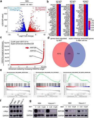 Figure 7. MZ1 decreases c-Myc and ANP32B expression in AML cell lines. (a) RNA-sequencing volcano plot analysis illustrates the expression changes of genes in NB4 cells between the MZ1 treatment and the control groups. Genes highlighted in red were upregulated, and those in blue were downregulated. (b) Heatmap view displayed the top downregulated genes in NB4 cells treated with 2 μM MZ1 for 32 h, including ANP32B. (c) The NB4 cell line chip-seq obtained 328 super enhancers, including super-enhancer associated gene ANP32B, ANP32A and KLF1. (d) After MZ1-treated NB4 cell down-regulated genes and NB4 cell chip-seq obtained super-enhancer associated genes were enriched, 286 common genes were obtained, including ANP32B. (e) GSEA plots displayed gene enrichment in HALLMARK_APOPTOSIS, HALLMARK_P53 and HALLMARK_TGF_BETA signaling pathways in NB4 cells treated with MZ1. (f) Western blot assay for c-Myc and ANP32B expression in the four AML cell lines. (g) Western blot analysis showed that the c-Myc and ANP32B protein levels were downregulated in NB4 and Kasumi-1 cells after treatment with different concentrations of MZ1.