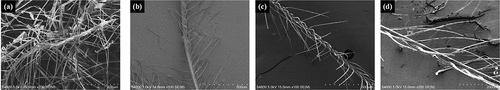 Figure 14. The microscopic morphology of down fiber after treatment in the drying environment of 155°C.