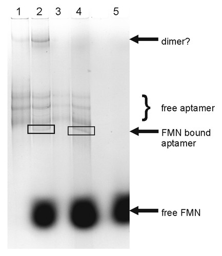 Figure 8. Electrophoretic mobility gel-shift analysis of FMN binding to the ypaA aptamer. Bands were visualized by ethidium bromide staining: lane 1: free aptamer, lane 2: aptamer incubated with 1000-fold excess of FMN, lane 3: free aptamer, denatured prior to subjecting onto the gel, lane 4: aptamer, denatured prior to addition of a 1000-fold excess of FMN and subjecting onto the gel, lane 5: free FMN.