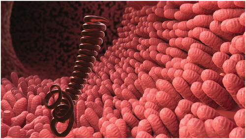 Figure 1. Konstantinos Alexandrou – Image of the adult form of the parasitic helminth H. polygyrus invading the intestinal wall, from the animation ‘The immune modulating activities of Heligmosomoides polygyrus’.