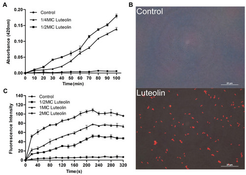 Figure 3 Effect of luteolin on the cell membrane of T. pyogenes. (A) Leakage of β-galactosidase from T. pyogenes after treatment with luteolin. Data are presented as mean (± SD) of three replicates. (B) Fluorescence microscopy images of T. pyogenes in control group and luteolin treatment group. (C) Cell membrane potential variation of T. pyogenes after treatment with luteolin. Data are presented as mean (± SD) of three replicates.