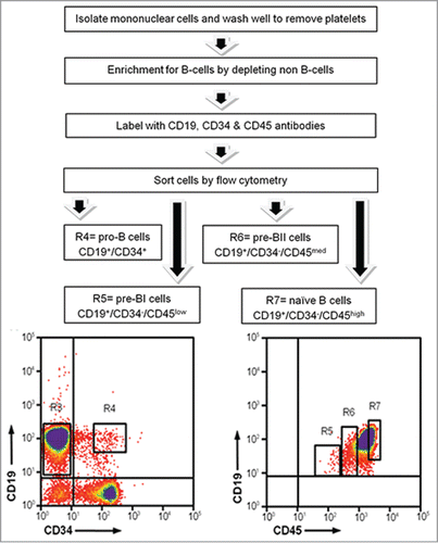 Figure 6. Isolation of precursor B-cell subsets from human umbilical cord blood. Mononuclear cells were isolated using density gradient centrifugation to remove all non B-cells. B-cells were labeled with cell surface antibodies and sorted into 4 separate tubes. R4: pro-B-cells; R5: pre-BI cells; R6: pre-BII cells; R7: naïve B-cells.