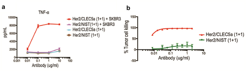 Figure 5. Demonstration of CLEC5A-dependent phagocytosis of solid tumor cells Activation of CLEC5A (TNF production) by the bispecific antibody in the presence of target SK-BR-3 cells (Mean ± S.D of triplicates from one donor). (b) Macrophage-mediated tumor (SK-BR-3) cell killing in the presence of indicated bispecific antibody (Mean ± S.D of triplicates from one donor). Effector: Target ratio for phagocytosis and cytokine assay is 5:1.