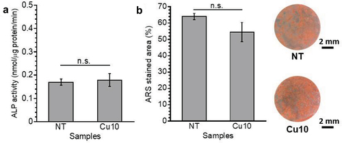 Figure 6. Alkaline phosphatase (ALP) activity levels in MC3T3-E1 cells on the samples after 7 days of incubation (a). The area percentage of the alizarin red S (ARS) stained area on the samples after 21 days of incubation, and the optical microscope images of ARS-stained samples (b).
