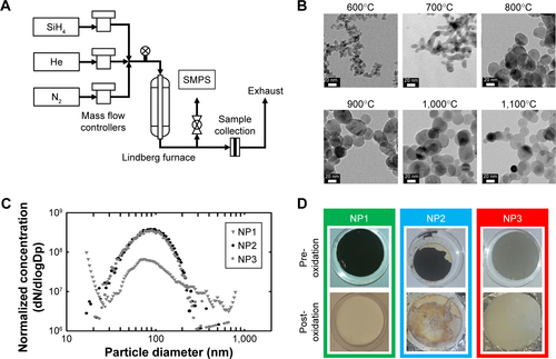 Figure S1 Silane aerosol reactor for the production of siliceous NPs.Notes: (A) The setup of the aerosol reactor allowing the controlled synthesis of nonspherical SiNPs by the pyrolysis of silane gas in a Lindberg furnace. The rector temperature had a major impact on the primary particle size of formed SiNPs (B). The smallest primary particles were seen at 600°C steadily growing in size up to about 900°C. Above this temperature, primary particle sizes only slightly decreased but formed highly spherical primary particle shapes. Reactor conditions were chosen to produce three types of NPs (NP1, NP2, and NP3) with similar final aggregate size distribution as live-monitored by a SMPS (C). SiNPs were finally converted into SiO2 by thermal oxidation as obvious by change in color from gray/black to white (D).Abbreviations: NP, nanoparticle; SMPS, scanning mobility particle sizer.