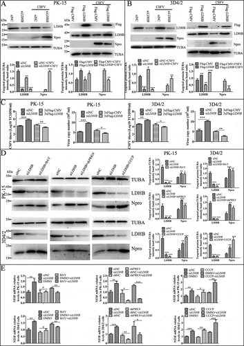 Figure 9. Inhibition of LDHB promotes CSFV replication via mitophagy. Overexpress or knockdown LDHB has the opposite effect on CSFV growth. PK-15 (A and C) and 3D4/2 (B and C) cells were transduced with the siNC or siLDHB (left), p3xflag-LDHB or p3xflag-CMV (right) for 24 h, followed by infected with CSFV at a MOI of 0.1 or mock-infected. (A and B) At 24 hpi, cell samples were analyzed by immunoblotting with antibodies against LDHB, CSFV Npro, Flag and TUBA (loading control). The level of protein was quantified using Image-Pro Plus 6.0 software. Error bars indicate the mean (±SD) of 3 independent experiments. *, P < 0.05; **, P < 0.01; and ***, P < 0.001 (one-way ANOVA). (C) At 24 hpi, the CSFV genome copy numbers in PK-15 and 3D4/2 cells were assessed using a real-time RT-PCR assay as described in Materials and Methods. CSFV virus titers in the supernatant were determined as 50% tissue culture infective doses (TCID50)/mL as described in Materials and Methods. Error bars indicate the mean (±SD) of 3 independent experiments. *, P < 0.05; **, P < 0.01; and ***, P < 0.001 (one-way ANOVA). (D) PK-15 and 3D4/2 cells were treated with CCCP, BAY or shPRKN before transfected with siLDHB, followed by infected with CSFV at a MOI of 0.1. At 24 hpi, cell samples were analyzed by immunoblotting with antibodies against CSFV Npro and TUBA (loading control). The level of protein was quantified using Image-Pro Plus 6.0 software. Error bars indicate the mean (±SD) of 3 independent experiments. *, P < 0.05; **, P < 0.01; and ***, P < 0.001 (one-way ANOVA). (E) PK-15 and 3D4/2 cells were treated as (D), At 24 hpi, the CSFV genome copy numbers in PK-15 and 3D4/2 cells were assessed using a real-time RT-PCR assay as described as (C)