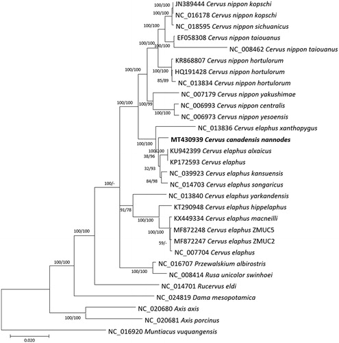 Figure 1. Neighbor-joining (bootstrap repeat is 10,000) and maximum-likelihood (bootstrap repeat is 1,000) phylogenetic trees of 30 complete mitogenomes: Cervus canadensis nannodes (MT430939 used in this study), Cervus elaphus alxaicus (KU942399), Cervus elaphus (NC_007704 and KP172593), Cervus elaphus kansuensis (NC_039923), Cervus elaphus songaricus (NC_014703), Cervus elaphus yarkandensis (NC_013840), Cervus elaphus hippelaphus (KT290948), Cervus elaphus macneilli (KX449334), Cervus elaphus (MF872248 and MF872247), Cervus nippon yesoensis (NC_006973), Cervus nippon centralis (NC_006993), Cervus nippon yakushimae (NC_007179), Cervus nippon hortulorum (NC_013834), Cervus nippon hortulorum (HQ191428), Cervus nippon hortulorum (KR868807), Cervus nippon taiouanus (NC_008462), Cervus nippon taiouanus (EF058308), Cervus nippon sichuanicus (NC_018595), Cervus nippon kopschi (NC_016178), Cervus nippon kopschi (JN389444), and Muntiacus vuquangensis (NC_016920) as an outgroup. Phylogenetic tree was drawn based on the maximum-likelihood tree. The numbers above branches indicate bootstrap support values of maximum-likelihood and neighbor-joining phylogenetic trees, respectively.