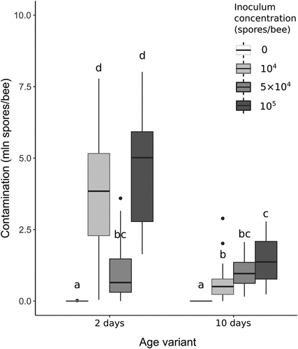 Figure 3. Distribution of N. ceranae spore counts after 7 days post-inoculation according to experimental variant. In the boxplots, the central line shows the median, box – interquartile range, whiskers – 95% confidence interval, and circles – outliers. The concentration of 0 spores/bee means control groups, which are presented on the left of each age variant. Treatments with the same lowercase above the boxplots are not significantly different (Kruskal–Wallis test with Holm’s correction for multiple comparisons, α = 0.05).