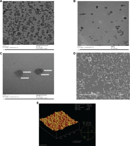 Figure 1 The TEM, SE M, and AFM micrographs of the nanoparticles illustrate that the particles are properly dispersed, spherically-shaped, and have smooth surface characteristics. A, B, and C TEM images for the nanoparticles crosslinked with 40 μL of 5% (w/v) glutaraldehyde, 200 kV resolution. A) TEM image of the nanoparticles before ultrasonication which indicates that before ultrasonication the nanoparticles form clusters and are not properly dispersed. Bar, 500 nm. B) TEM image of the nanoparticles after ultrasonication for 15 minutes. Here it is demonstrated how ultrasonication assists in separating out the particles more uniformly and the particles are properly dispersed. Bar, 100 nm. C) TEM image of the nanoparticles after magnification. Bar, 100 nm. D) SEM image for the nanoparticles crosslinked with 40 μL of 5% (w/v) glutaraldehyde which demonstrates the smooth surface characteristics of the nanoparticles, 2 kV resolution. Bar, 1 μm. E) Three-dimensional AFM image of the nanoparticles. Bar, 300 nm.Abbreviations: TEM, transmission electron microscopy; SEM, scanning electron microscopy; AFM, atomic force microscopy.