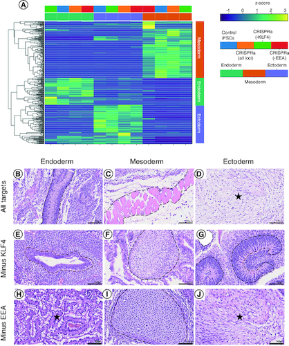 Figure 4. CRISPRa-SM iPSC lines have a similar pluripotent potential to that of conventional iPSCs.(A) In vitro tri-lineage differentiation of CRISPRa-generated and plasmid-generated (control) iPSC lines analyzed by RNA-seq show successful differentiation into the three germ layers. (B–J) Histological analysis of tissue sections of CRISPRa iPSC-derived teratomas harvested at 6–8 weeks; hematoxylin and eosin staining. Representative endodermal, mesodermal and ectodermal tissues present in excised and sectioned teratoma. (B) Columnar epithelium. (C) skeletal muscle. (D) Neuroepithelium. (E) Ductal structure; columnar epithelium. (F) Cartilage. (G) Neuroepithelium. (H) Gastroinstestinal mucus-secreting columnar epithelium. (I) Cartilage. (J) Neural tissue. Scale bars are 100 μm.