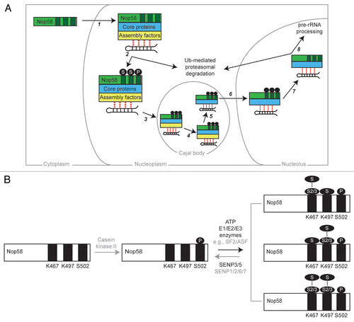 Figure 2 Schematic models summarising our current understanding of the role of Nop58 post-translational modifications (PTMs) in Box C/D snoRNP biogenesis (A), and the steps involved in these modifications on a molecular level (B). (A) The main steps (numbered 1–8) in Box C/D snoRNP biogenesis are summarized and their likely subcellular location (cytoplasm, nucleoplasm, Cajal body or nucleolus) indicated. Note that for some steps, the precise location requires further characterization. (1) Nop58 is imported into the nucleoplasm and associates with the four core snoRNP proteins (fibrillarin, 15.5K/nhpx and Nop56; blue) and a Box C/D snoRNA (shown as a stem-loop structure) via the action of a number of assembly/chaperone proteins (yellow). (2) During the assembly of the immature Box C/D snoRNP, Nop58 becomes phosphorylated (P) on S502 and SUMOylated (S) on K467 and K497 (modification sites shown as dark rectangles). SUMO may act as a tag to signal correct snoRNP assembly, with a lack of SUMOylation leading to ubiquitination (Ub) and subsequent proteasomal degradation in the nucleoplasm. (3) The immature snoRNP undergoes final assembly and processing steps in Cajal bodies, which in (4), lead to stabilization of the snoRNPCitation38,Citation47 (as indicated by a transition from dotted to solid red lines). (5) Assembly factors leave the mature Box C/D snoRNP. (6) The mature snoRNP accumulates in the nucleolus via the action of transport factors such as NOLC1. (7) Enzymes such as SENP3/5 deSUMOylate Nop58. It is possible that Nop58 is also dephosphorylated. (8) The mature, nucleolar Box C/D snoRNP participates in pre-rRNA processing and will likely undergo degradation in the nucleoplasm. (B) Depiction of the enzymes involved in PTM of Nop58, and the possible architecture of the resultant protein molecules. Grey text/arrows represent the reactions/enzymes that are more speculative than those shown in black. Nop58 undergoes casein kinase II-mediated phosphorylation of S502, which leads to SUMOylation of K467 and K497. SUMOylation may involve the action of E3 SUMO ligases such as SF2/ASF. The resultant Nop58 molecules contain SUMO chains (dots) either on K467 (top) or K497 (middle), or both K467 and K497 (bottom). Whilst the chains must contain predominately SUMO2/3, SUMO1 could be present at the end of the SUMO chain, or be attached as a single molecule to the other, non-SUMO-chain-conjugated lysine. The heterogeneity of the modified Nop58 populations is not known. Finally, deSUMOylation of Nop58 occurs via the action of SENP3/5, and possibly the other, non-nucleolar SENPs (1, 2, 6 or 7).