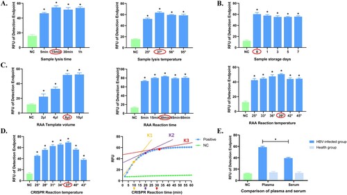 Figure 3. Optimization of the Cas13a-crRNA Detection System for HBV DNA. Data are representative of at least three independent experiments. (NC: negative control, *<0.05). (A) Optimization of sample lysis time (5, 15, 30, and 60 min) and sample lysis temperature (25, 37, 56, and 95°C). (B) Comparison of sample storage days (0, 1, 3, 5, and 7 days). (C) Optimization of RAA reaction time (5, 15, 30, 45, 60 min), temperature (25, 33, 36, 39, 42, 45°C) and template volume (2, 4, 6, 10 μL). (D) Optimization of CRISPR reaction time (10, 20, and 30 min) and temperature (25, 28, 31, 34, 37, 40, and 43°C). K1, K2 and K3 represent the slope of fluorescence curve at the time points of 10, 20 and 30 minutes of CRISPR reaction, reflecting the amplification efficiency. (E) Comparison of plasma and serum.