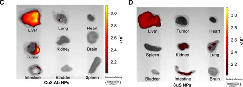 Figure 5 Fluorescence images of mice in vivo.Notes: (A) Representative fluorescence images of NPs in vivo at 1 hour after intravenous injection of CuS-Ab NPs (left) and CuS NPs (right). The different colors indicate the intensity of fluorescence. (B) Semi-quantitative analysis of FITC-labeled NPs in major tissues. The fluorescence intensity ratio of CuS-Ab NPs to CuS NPs was assessed in major tissues after the mice had been killed. (C, D) Representative fluorescence images of CuS NPs and CuS-Ab NPs in major tissues. All data represent mean values (n=3). **P<0.01.Abbreviations: CuS NP, CuS nanoparticle; CuS-Ab NP, cetuximab-modified CuS NP.