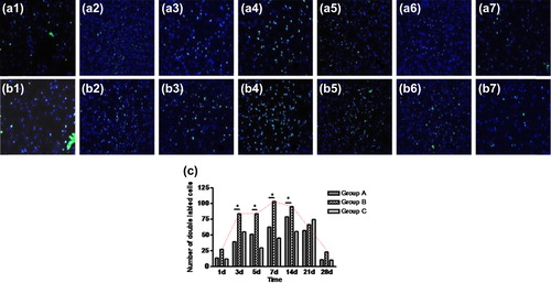 Figure 2. The expression of NICD in the nerve distal stumps. (a) and (b) showed immunofluorescence staining of NICD in the cross-sections of nerves distal stumps in Groups A and B, respectively. Nuclei were stained with DAPI (blue). Green fluorescence signals of NICD in the cross-sections of nerve revealed that NICD expression increased and reach to peak at 7d post-surgery in Group B (b1–b4), next gradually decreased until four weeks (b5–b7). Scale bar = 100 μm. (c) showed the change of number of NICD+/DAPI+ SCs in three groups. After injury, in agreement with the above finding, the change of NICD+/DAPI+ SCs quantity in Group B showed the same trend. Asterisk (*) indicates significant differences between Group B and the control groups (p < 0.05).