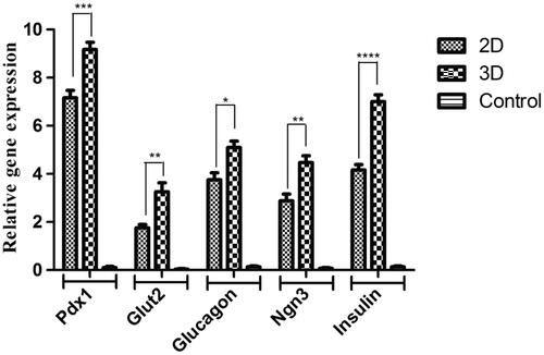 Figure 4. Relative expression of pancreatic-specific genes in end-stage derived-IPCs. Gene transcripts of the 3D group are compared to the 2D group. Relative gene expressions were normalized to the human β2M as a reference gene. The value is shown in each graph as mean ± SD. *p < .05, **p < .01, ***p < .001 and ****p < .0001.