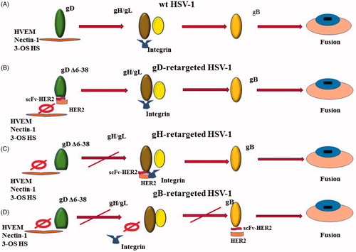 Figure 2. Four different ways for HSVs to enter into host cells. (A) A wild type HSV enters into a host cell; (B) an oHSV retargeted to Her2-scFv-enginnered gD; (C) an oHSV retargeted to Her2-scFv-enginnered gH; (D) an oHSV retargeted to Her2-scFv-enginnered gB.