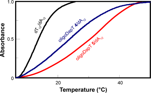 Figure S8 Normalized (0–1) UV melting profiles for the complexes formed in 10 mM phosphate buffer (pH = 7.5) between dA12 (4 μM) and 1 equiv. dT12 (black line), 3.5 equiv. oligoDapT 4 (blue), and 3.5 equiv. oligoDapT 5 (red).Abbreviation: UV, ultraviolet.