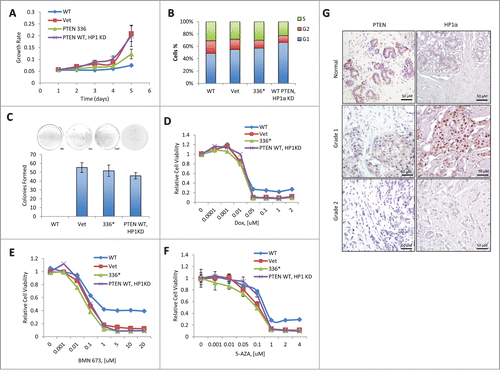 Figure 4. The heterochromatic function of PTEN is required for its tumor-suppressive activity. (A) BT-549 cells were reconstituted with empty vector (Vet), WT PTEN (WT), or PTEN Y336* (336*) or PTEN WT HP1α KD. Relative cell growth rates were determined by MTT assay. The results were presented as mean of 3 independent experiments. Error bars indicate s.d. (B) BT-549 cells reconstituted with Vet, WT, 336*, or PTEN WT HP1α KD were analyzed for the cell cycle distribution by flow cytometry. (C) BT-549 cells reconstituted with Vet, WT, 336* or PTEN WT HP1αKD anchorage-independent cell growth determined by soft agar assays. The results were presented as mean of 3 independent experiments. Error bars indicate s.d. (D) BT-549 cells reconstituted with Vet, WT, 336* or PTEN WT HP1αKD were treated with doxorubicin (Dox). Relative cell viability was determined by MTT assay. The results shown are a mean of 3 independent experiments. Error bars indicate s.d. (E) BT-549 cells reconstituted with Vet, WT, 336* or PTEN WT HP1αKD were treated with BMN673. Relative cell viability was determined by MTT assay. The results were presented as mean of 3 independent experiments. Error bars indicate s.d. (F) BT-549 cells reconstituted with Vet, WT, 336* or PTEN WT HP1αKD were treated with 5-aza-2′-deoxycytidine (5AZA). Relative cell viability was determined by MTT assay. The results were presented as mean of 3 independent experiments. Error bars indicate s.d. (G) Representative immunohistochemistry tissue array staining for HP1α and PTEN expression in 6 individual breast carcinoma patients. Grade 1 = well differentiated. Cells appear normal and are not growing rapidly. Grade 2 = moderately-differentiated. Cells appear slightly different than normal.