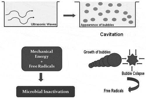 Figure 2. Cavitation phenomenon and microbial inactivation by ultrasonic waves
