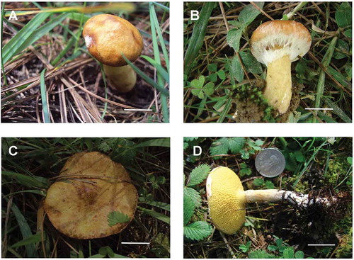 Figure 2. Suillus indicus basidiomes: A. Young basidiome showing umbo and very few appressed fibrillose squamules on the pileus; B. Young basidiome showing white partial veil and absence of glandular dots on the stipe surface; C. Mature basidiome with appressed fibrillose squamules and a low obtuse umbo on pileal surface; D. Stipe with annulus and no glandular dots/smears. Scale bars: A–B = 1 cm, C–D = 2 cm.