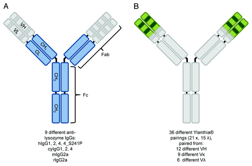 Figure 1. Schematic representation of IgG molecule classes analyzed in this study. Shown is the overall structure of different anti-lysozyme IgG molecules (A) and Ylanthia® IgG1 scaffolds (B) characterized for binding to human, cynomolgus monkey, rat and mouse FcRn. Parts of the molecules which were identical in the respective sample set are shown in gray color, whereas varied IgG parts are shown in blue (A) and green (B) color. For the nine anti-lysozyme molecules (MOR03207, A), the variable regions (VH/VL) were identical, whereas constant regions (CL, CH1, CH2, CH3) belongs to IgG variants and species variants as indicated below the figure. For the 36 Ylanthia® IgG1 scaffolds (B), the constant regions of heavy and light chain were identical, as well as the CDR-H3 and framework 4 of heavy chain and kappa CDR-L3 and lambda CDR-L3 and the respective framework 4 (for details, refer to Ewert et al.Citation60). Other regions in the VH and VL domains represented respective sequences from 12 different VH, 9 Vκ, and 6 Vλ genes.