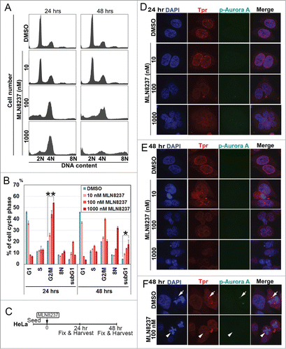 Figure 4. Aurora A inhibitor, MLN8237, promotes polyploidy and alters cell-cycle progression and induces multi-nuclei formation by disrupted Tpr spindle pole localization. (A) HeLa cells were treated with MLN8237 for 24 and 48 h and cell-cycle progression was analyzed by flow cytometry. MLN8237 treatment (as indicated with various concentrations) induces G2–M arrest and polyploidy. (B) Percentage of G1, G2/M, S, and Sub-G1 cells were calculated based on the results shown in (A). Asterisks indicates significant p values (*p < 0.05 or **p < 0.005). (C) Schedule of fixing or collecting mitotic HeLa cells after MLN8237 treatment. (D-F) Confocal images of MLN8237-treated HeLa cells, stained with pT288 (Aurora phosphorylation) (green) and Tpr (red) at the indicated concentrations. (D) 24 h and (E) 48 h after treatment. (F) White arrows indicate Tpr spindle pole localization disruption in the spindle pole/centrosomal areas in the observed cells. (Refer to materials and methods for antibody details). White arrow heads indicate Tpr diffusing from spindle poles/centrosome regions and white arrows indicate normal centrosome area.