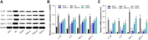 Figure 10 ZSW treatment inhibits expression of multiple proinflammatory cytokines exaggerated in db/db mice. (A) Representative band of IL-1β, IL-6, TNF-α, and MCP-1 protein detected by WB. (B) The relative protein levels of the WB results; (C) The levels of IL-1β, IL-6, TNF-α, and MCP-1 mRNA assessed by RT-qPCR. Data are presented as mean ± SD (n = 3). **P < 0.01, vs db/m group; ##P < 0.01, vs NC group.