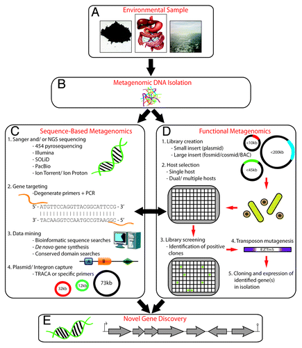 Figure 1. An overview of the main methods of novel gene discovery using metagenomics. A sample from the environment of interest (e.g., soil, human gastrointestinal tract, or ocean) is collected (A), total metagenomic DNA is isolated directly or indirectly from the sample either by harsh or gentle lysis (B); metagenomic DNA is subsequently subjected to sequence-based analysis (C), which can include creating a clone library followed by random Sanger sequencing or direct sequencing of metagenomic DNA using next generation (NGS) methods (C-1), gene targeting using degenerate primers designed from conserved regions of homologous sequences followed by PCR amplification (C-2), data mining of existing metagenomic sequence data sets for genes or conserved domains of interest, followed by complete synthesis of host-optimized genes (C-3); capture of novel genes from plasmids using the TRACA (transposon-aided capture) method or integron-associated genes using PCR with primers that target conserved integration site sequences (C-4). Functional metagenomics (D) involves the creation of a small- or large-insert library using a specific type of vector (plasmid, fosmid, cosmid, or bacterial artificial chromosome [BAC]) depending on the needs of the user or aims of the project (D-1), choosing a suitable heterologous host for expression of metagenomic DNA. The most widely used host is E. coli, but species of Streptomyces and Bacillus, for example, have also been utilized. The library is maintained in 96- or 384-well micro-titer plates and stored at –80 °C (D-2). Clones containing metagenomic DNA can be screened to identify a phenotype of interest by replicating all or a portion of the library into new micro-titer plates or onto agar plates. Growth of library clones can be assessed for production of antimicrobials, pigmentation, altered morphology, or increased resistance to various stressors relative to control strains carrying empty vectors (D-3). Transposon mutagenesis may be performed on positive clones to identify the gene or genes of interest (D-4), which may be subsequently cloned as an isolated gene(s) to confirm the phenotype (D-5). Novel genes are discovered using sequence-based or functional metagenomic strategies, or a combination of both (E).