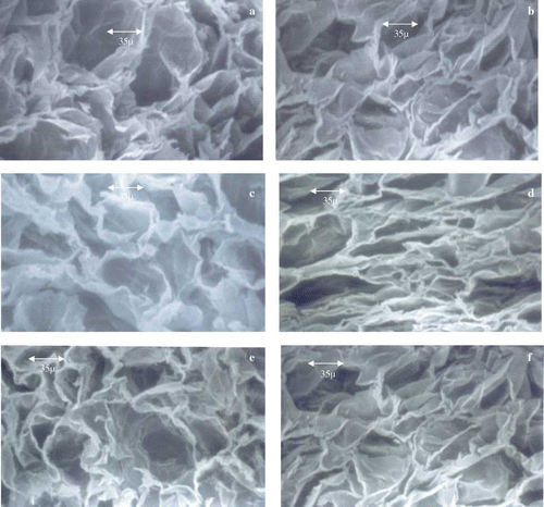 Figure 2 Scanning electron micrographs of osmotically dehydrated apple slices: (a) honey, (b) glucose, (c) sorbitol, (d) fructose, (e) sucrose, and (f) maltose (color figure available online).