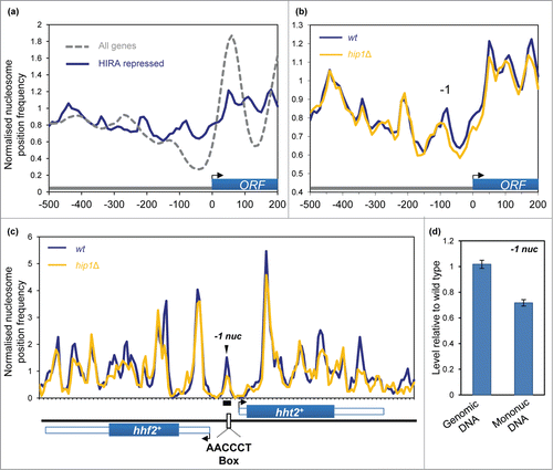 Figure 4. Impact of HIRA on promoter nucleosome profiles. (A) Average nucleosome profiles for 4013 S. pombe genes aligned at the transcription start site (TSS) compared to the nucleosome sequence read frequency profile of a set of 107 HIRA-repressed protein-coding genes.Citation20 (B) Average nucleosome profiles of a set of 107 HIRA-repressed genes in wild type and hip1Δ cells. (C) Comparison of the nucleosome profile at the hht2+-hhf2+ locus in wild type and hip1Δ cells. The positions of the coding sequences are indicated by solid blue boxes while 5′ and 3′ UTRs are represented by open boxes. Positions of hht2+-hhf2+ transcription start-sites, termination sites and the AACCCT box are as described by Takayama and Takahashi.Citation30 (D) Occupancy of the hht2+-hhf2+ −1 nucleosome (−1 nuc) was determined by qPCR analysis of mononucleosomal DNA. The position of the PCR primers and peak are indicated in (C). The level of occupancy in hip1Δ relative to wild type is shown. Data is the mean of 2 technical qPCR repeats.