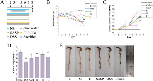 Figure 6. Effects of Rhei radix et rhizoma-carbon dots on DSS-induced UC in mice. (A) Experimental schedule of the DSS-induced UC model in mice. (B) Body weight changes. (C) DAI score. (D) Colon length histogram. (E) Colon tissue photographs.Control: normal saline; SASP: Sulfasalazine; H, M, L: high-, medium-, and low-dose (0.23, 0.12, and 0.06 mg/kg) RRR-CDs-administered groups, respectively. Values are means ± SD, *p<0.05; **p<0.01 compared with the model group; ##p<0.01 compared with the control group. 