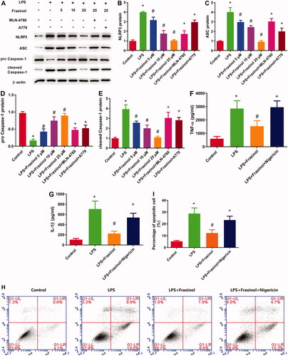 Figure 7. Fraxinol inhibits LPS-induced Raw264.7 cell inflammation and apoptosis via regulation of NLRP3. (A–E) The protein expression of NLRP3, ASC, pro-caspase-1, and cleaved caspase-1 was measured by Western blot assay. (F,G) Effects of fraxinol and nigericin on LPS-induced TNF-α and IL-1β levels in Raw264.7 cells were detected by ELISA kits. (H,I) Effects of fraxinol and nigericin on LPS-induced apoptosis in Raw264.7 cells were detected by flow cytometry. *p < 0.05 vs. Control group; #p < 0.05 vs. LPS group; +p < 0.05 vs. LPS + Fraxinol (25 μM) group.