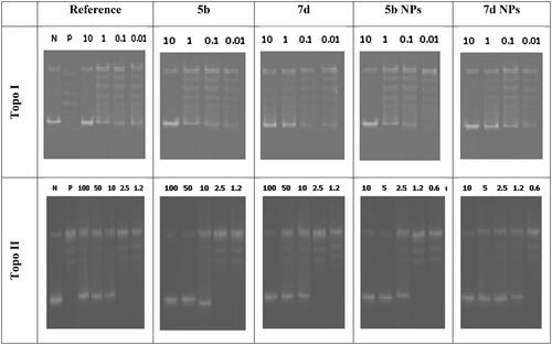 Figure 11. DNA-fragmentation gel images of the most active compounds (5b and 7d) and their nanoforms (5b NPs and 7d NPs) at various concentrations.