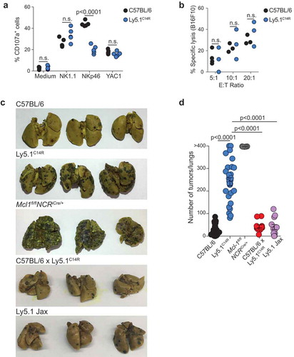 Figure 4. Ly5.1C14R NK cells cells show altered sensitivity to stimuli in vitro but fail to control melanoma tumor development in vivo. (A) Degranulation capacity of total NK1.1+ NK cells determined by surface CD107a expression in C57BL/6 and Ly5.1C14R cells. Data show frequencies of CD107a+ NK cells ± SEM after coculture with various stimuli. Data shown from 2 independent experiments (n = 5 mice/genotype). (B) Cytolytic activity of C57BL/6 and Ly5.1C14R NK cells sensitized to B16F10 tumor cells. NK cells have been activated overnight with IL-2 (1000 U/ml). Data show the mean lysis ± SEM pooled from three independent experiments (n = 3 mice/genotype in each experiment). P values were calculated using a Student’s t test. (C) Representative whole mounts of the metastatic burden in the lungs of C57BL/6, Ly5.1C14R, Mcl-1fl/flNcr1iCre, C57BL/6 × Ly5.1C14R and Ly5.1 (Jax, 2017) mice 14 days after i.v injection of B16F10 melanoma cells. (D) Total tumor burden in the lungs of C57BL/6, Ly5.1C14R, Mcl-1fl/flNcr1iCre, C57BL/6 × Ly5.1C14R and Ly5.1 (Jax, 2017) mice shown in (C) 14 days after injection of B16F10 melanoma cells. Data show the mean ± SEM of tumor burden pooled from five independent experiments (n = 28–30 mice/genotype). Mcl-1fl/flNcr1iCre mice included in a single experiment (n = 5 mice/genotype) while C57BL/6 × Ly5.1C14R and Ly5.1 (Jax, 2016) mice were included in two experiments (n = 12 mice/genotype). P values were calculated using an unpaired two-tailed Student’s t test.