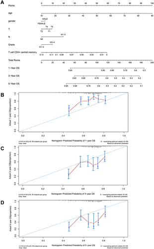 Figure 2 Establishment of predictive nomogram for oral squamous cell carcinoma (OSCC) patients based on age, gender, T sage, N stage, grade and CD4+ central memory T cell abundance in TCGA cohort. (A) Predictive nomogram. Calibration plot of the nomogram with 1-year (B), 3-year (C), and 5-year (D) overall survival of OSCC patients.