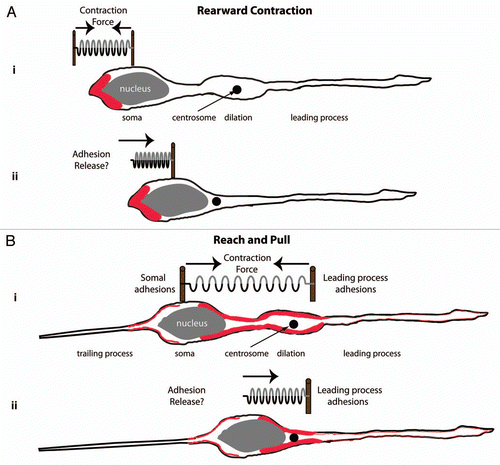 Figure 1 Acto-myosin pulling models for glial-guided neuronal migration. (A) Rearward Contraction model. (i) Prior to somal movement, acto-myosin (red) is heavily enriched at the cell rear. (ii) During somal movement myosin ii squeezing at the rear is thought to “push” the cell body forward. (B) Reach and Pull model. (i) Prior to somal movement, acto-myosin (red) is heavily enriched in the leading process from the cytoplasmic dilation to the neuronal soma. Given a muscle-like contraction of this f-actin array by myosin ii, a taut spring effectively describes the forces produced when leading process and somal acto-myosin anchoring (i.e., adhesions) are balanced before somal movement: one force vector points from the leading process back towards the soma whereas another force vector points from the soma towards the dilation (the future direction of somal movement). (ii) Once somal adhesions release, as described in Gregory et al.,Citation37 acto-myosin tension generated in the leading process primes somal movement towards the cytoplasmic dilation.