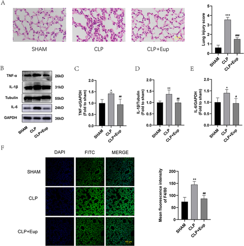 Figure 5 Effects of Eupatilin on the expression of inflammation indicators and macrophage infiltration in lung tissue of septic mice. (A) Following H&E staining, pictures of the lung tissue in each group were taken using an optical microscope (400 ×, scale bar: 25 µm). Lung injury was scored by observing the degree and extent of lung injury in the sections. (B-E) The protein expression of TNF-α, IL-1β, IL-6 in the lung tissue were analyzed by Western blot. (F) The fluorescence images of F4/80 (green) in lung tissue (scale bar: 100 µm) were captured under the confocal laser microscope. n≥3 per group, one-way ANOVA test. *p < 0.05, **p < 0.01, ***p < 0.001, versus SHAM group; #p < 0.05, ##p < 0.01, ###p < 0.001, versus CLP group.