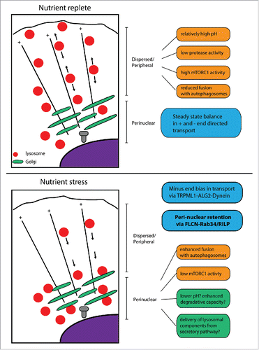 Figure 1. Diagram showing nutrient dependent changes in lysosome distribution, highlighting potential consequences for mTORC1 activity, lysosomal pH and degradative functions.