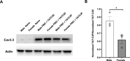 Figure 2. Protein levels of Cav3.3 in male and female FRICT-ION mice following Cav3.3-blocking peptide injection. (A) Cav3.3 vs actin levels in whole TG lysates of male and female naïve, male and female FRICT-ION injected with control TAT-C3D peptide, and male and female FRICT-ION mice injected with Cav3.3-blocking TAT-C3P peptide (n = 3 mice per group). (B) Normalized ratio of intensity of TAT-C3P-injected to control TAT-C3D-injected male and female FRICT-ION mice at the peak of the anti-allodynic effect (4 hrs post-injection). (*p < 0.05, t-test)