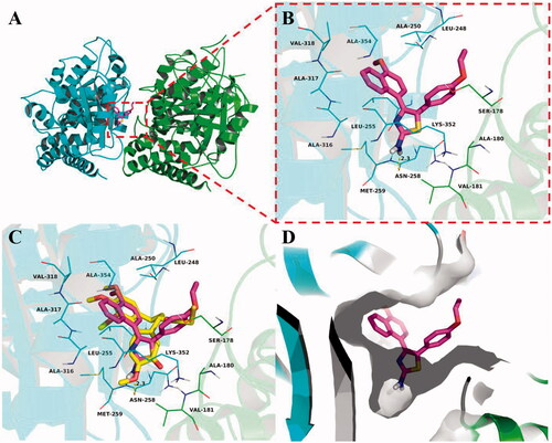 Figure 6. Compound 5b was docked to the binding pocket of the α,β-tubulin (α: green; β: cyan). (A) Overall structure of α,β-tubulin with 5b. (B) Binding pose of 5b at colchicine binding site. (C) Superimposed pose of 5b (pink) and colchicine (yellow) in the binding site. (D) Binding pose of 5b in the surface of colchicine binding pocket.