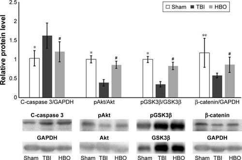 Figure 3 Relative protein levels in affected brain hemispheres of mice.