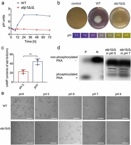 Figure 5. The F1Fo-ATP synthase α subunit activates cAMP-PKA pathway-induced filamentation by alkalinizing environment. (a) the pH curves of WT and atp1δ/Δ cultured in macrophage-mimicking liquid medium (pH 5; 0.17% YNB+2% CAA+0.2% glucose) at 30 °C, 150 rpm. (b) the changes in the environmental pH of WT and atp1δ/Δ cultured in macrophage-mimicking solid medium (pH 5; 0.17% YNB+2%CAA+0.2% glucose+2% agar) supplemented with 0.01% (vol/vol) BCP at 37 °C for 2 d. (c) the intracellular cAMP contents in atp1δ/Δ cultured in pH 5 and pH 7 medium (0.17% YNB+2% CAA+0.2% glucose) were assessed with a kit for intracellular cAMP content assay. The results from three separate trials were analysed by two-tailed unpaired Student’s t test and represented by the mean ± SD. **P < 0.01. (d) the phosphorylation of PKA in atp1δ/Δ incubated in pH 5 and pH 7 media (0.17% YNB+2% CAA+0.2% glucose) was assayed with a kit for cAMP-dependent phosphorylation of PKA. By comparison with a positive (P) control well and a negative (N) control well, ”+” and “-” indicate phosphorylated PKA and non-phosphorylated PKA, respectively. (e) Filamentation of WT and atp1δ/Δ in pH 4, 5, 6, 7 and 8 media (0.17% YNB+2% CAA+0.2% glucose) after incubation at 37 °C for 4 h. Scale bar, 50 μm. (a, b, d, and e) These images represent the results of one of three separate experiments.