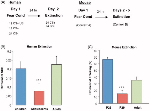 Figure 2. Cued extinction learning across development in mice and humans. (A) Experimental paradigms for fear conditioning experiments in humans and mice. (B) Analysis of extinction indices reveals the effect of age group for humans, such that adolescents show attenuated fear extinction learning compared younger and older age groups. (C) A lack of extinction learning and retention of extinction memory is observed in adolescent mice (P29), as displayed by a significantly decreased differential extinction indices, (***p < 0.001) compared with older (P70) and younger (P23) ages. From (Pattwell et al., Citation2012) with permission.