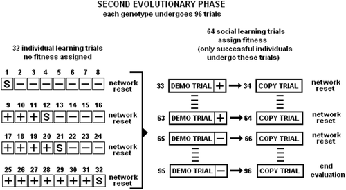 Figure 4. Second evolutionary phase. Each genotype undergoes a first set of 32 trials in which it is evaluated at the individual learning task (see left side of the picture, and also caption of Figure 3 for details). If the genotype manages to successfully complete 25 out of the 32 individual learning trials then it is allowed to undergo a subsequent sets of trials (16×2 trials for phototaxis and 16×2 trials for antiphototaxis) in which it is evaluated at the social learning task (see right side of the picture). The demo-trial is the one in which the demonstrator and the learner are placed in the arena close to each other. The copy-trial is the one in which the learner (alone) is required to imitate the behaviour shown by the demonstrator in the demo-trial. Before the demo-trail, the demonstrator is taught what action to display to the learner.