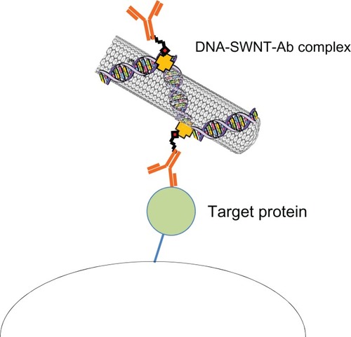 Figure 6 Schematic illustration of the DNA-SWNT antibody complex and binding to its target protein.Abbreviations: Ab, antibody; SWNT, single-walled carbon nanotubes.