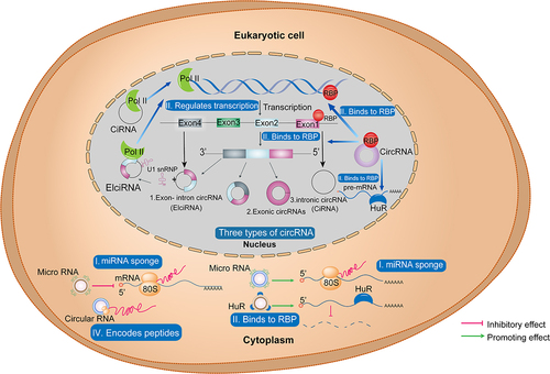 Figure 1. Classification of circRNAs and their biological functions in eukaryotic cells. three types of circRnas based on their mode of biosynthesis (1. EIciRNAs, 2. exonic circRNAs, 3. intronic circRNAs (CiRNA)) and their functions in the nucleus and cytoplasm of eukaryotic cells: I. circRnas act as sponges of miRnas; II. circRNAs as RBP conjugates; III. circRNAs as transcription regulators; IV. circRNAs as translation templates. CircRNA, circular RNA; ciRNA, circular intronic RNA; EIciRNA, exon-intron circRNA; EMT, epithelial to mesenchymal transition; miRNA, microRNA; RBP, RNA binding protein; pol II, RNA polymerase II.