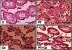 Figure 5 Effect of piceatannol treatment on histomorphometric changes in testes of control and experimental rats. Bar 100 μm.