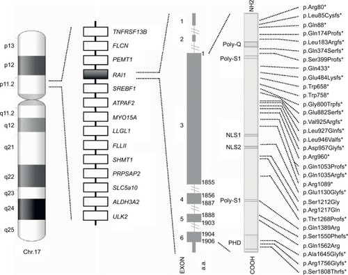 Figure 1 Schematic representation of chromosome 17, common 17p11.2 deletion, and RAI1. From left to right, the following are shown: the ideogram of G-band pattern of human chromosome 17; a schematic representation of the Smith–Magenis syndrome region with some representative genes; the RAI1 genomic and protein structure – glutamine-rich domain (Poly-Q), bipartite nuclear localization signals (NLS1 and NLS2), two serine-rich domains (Poly-S1 and Poly-S2), and C-terminal plant homeodomain (PHD); and the RAI1 mutations indexed in the HGMD™ Professional (version December 2015.4) known to date. *Indicates either frameshift or nonsense mutations.